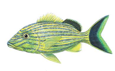 Haemulon sciurus (Shaw, 1803)